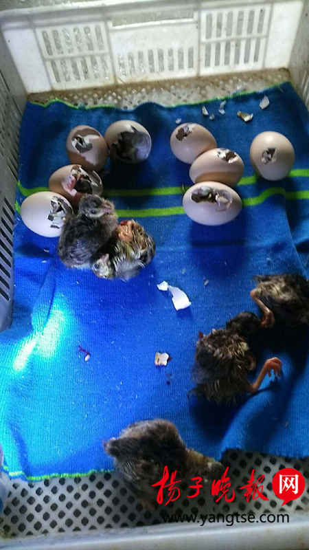 500只孔雀蛋只孵出一只 镇江孔雀老人痴心不改终获成功