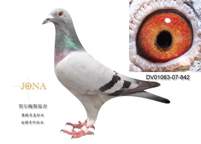 com.cn 专业的信鸽网站