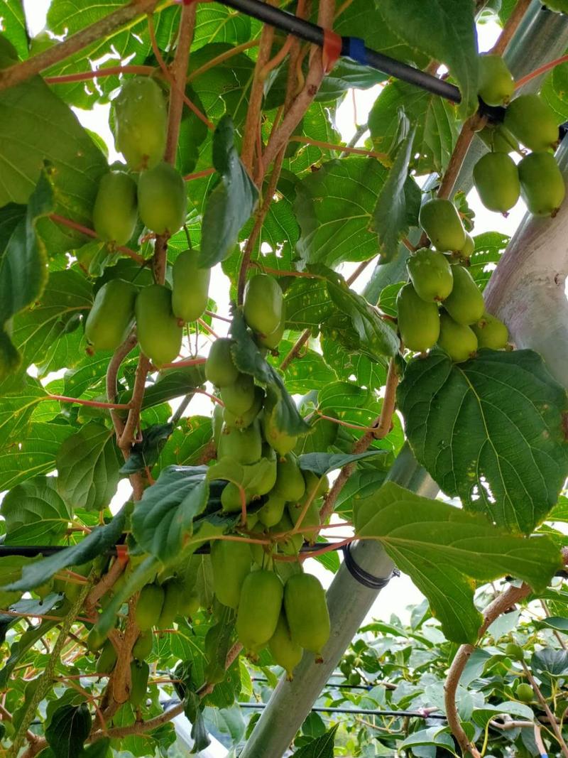 百色1年生软枣猕猴桃树苗成活率高价格低