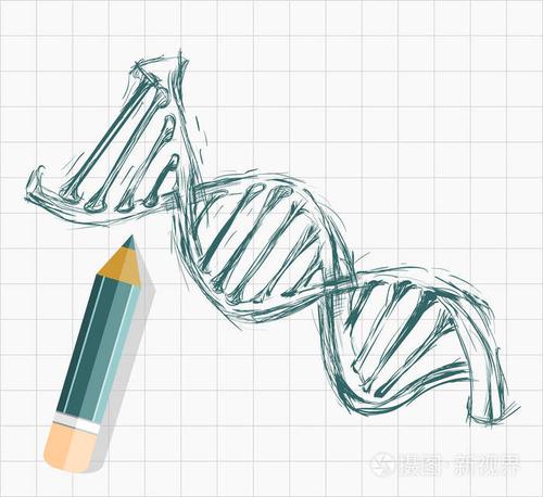 矢量背景-铅笔画 dna