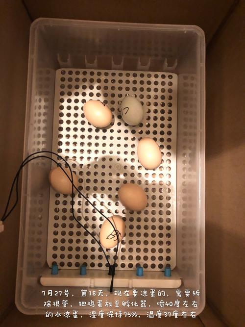 其它 记小鸡孵化过程及成长 写美篇 7月24日记录日记.