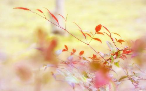 秋叶苹果壁纸1366x768分辨率查看