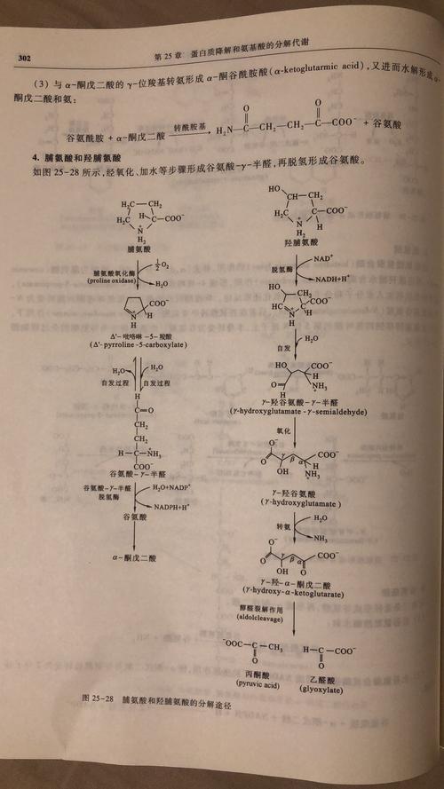 【生物化学】氨基酸代谢部分的补充(含 一碳代谢)