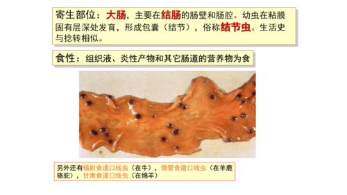 7.13 食道口线虫病.pdf 6页