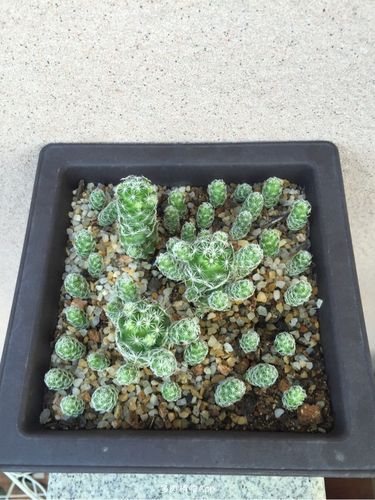 商家拿来当白鸟卖的银手指