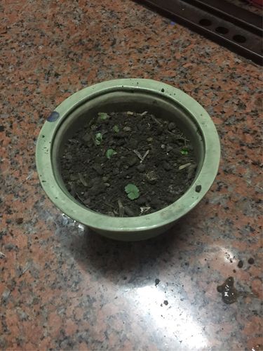 日我把杜鹃花的种子撒在了花盆的泥土里了,还给种子浇水,期待它的发芽