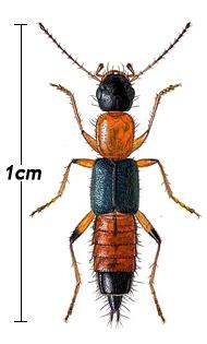 隐翅虫(rove beetle)
