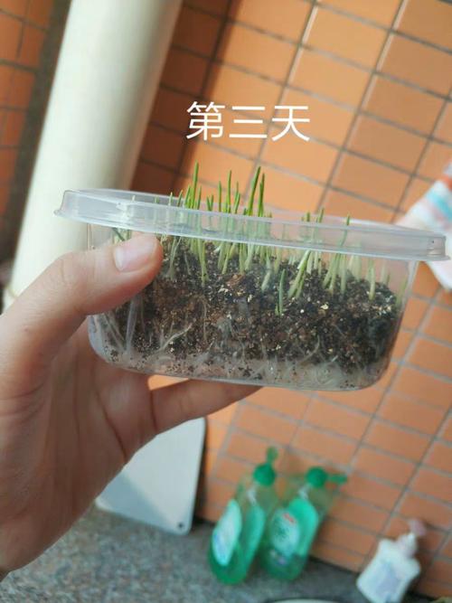 猫草的生长过程