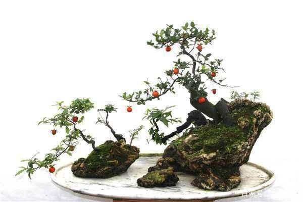 如何制作金弹子附石盆景 金弹子附石盆景的制作方法