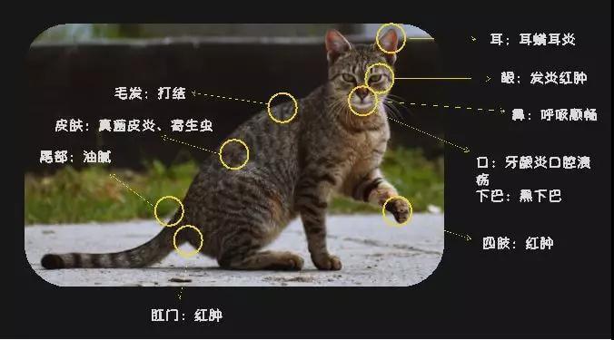 进入洗护环节,王欣先细致分解了猫的毛发结构和作用原理,以及猫的