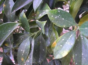 鸭脚木长白色的虫子该怎么办?