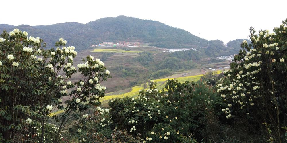 高山杜鹃,万亩红遍,感受花海盛宴!