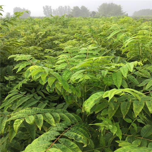 大棚栽植 可食用红油香椿树苗 1年椿树小苗 瑞晟苗圃红芽香椿苗