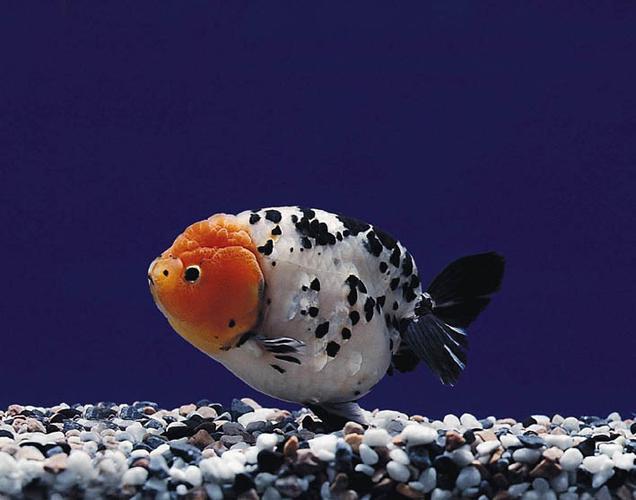  p>兰寿在日本 18 世纪出版的金鱼书中称为"卵虫",是中国金鱼传入日本