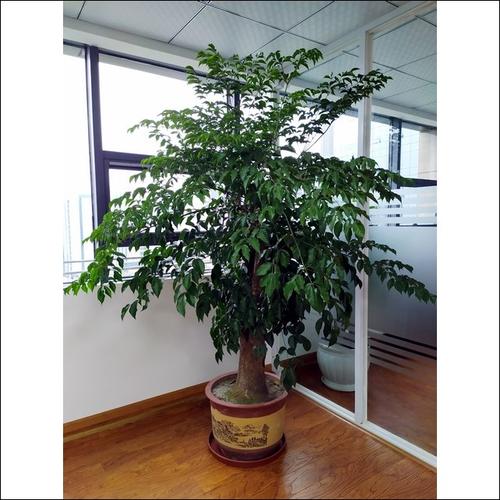 青羊区盆栽绿植租摆公司