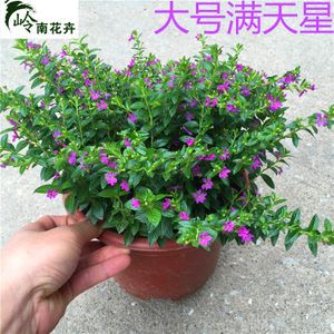 class=h>花卉 /span>观花 span class=h>植物 /span>四季开花常青