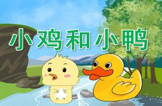 中班语言故事《小鸡和小鸭》ppt课件教案