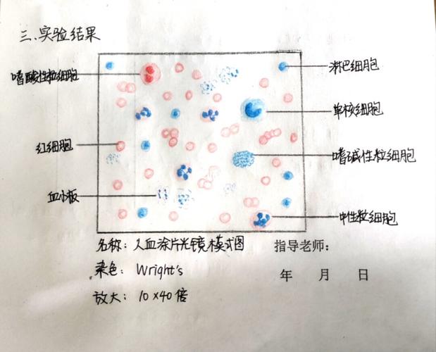 组胚满分作业-血细胞光镜图_山东第一医科大学(泰安校区)自由行热门