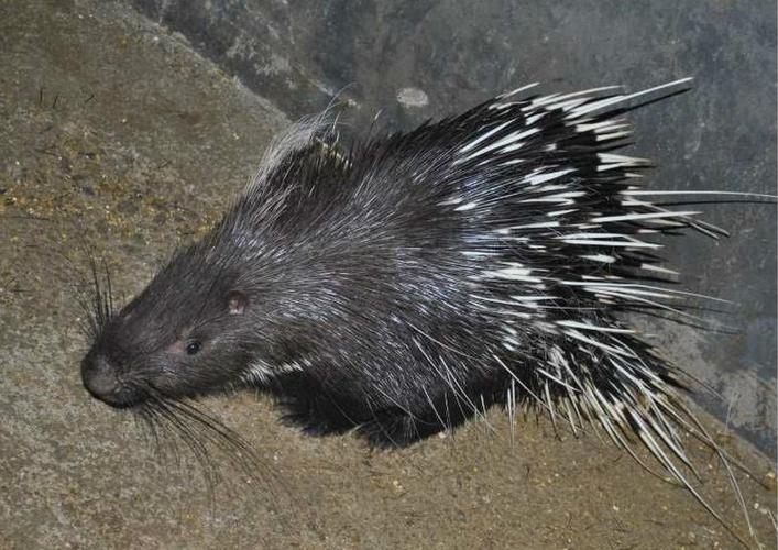 通科豪猪.共3属11种.