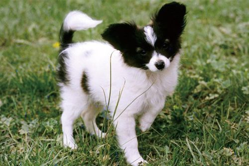 蝴蝶犬怎么看纯不纯蝴蝶犬不纯会怎么样