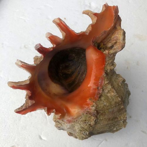 冷冻深海海螺刺螺10只烧烤食材千新鲜手螺熟冻海螺