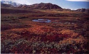 冻原生态冻原生态(tundra ecology),指冻原生态系统,是由极地平原和