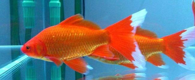 草金鱼繁殖的前兆是什么