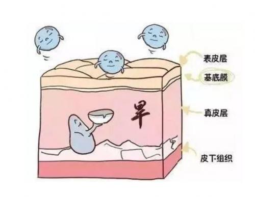 秉承肌底分阶养护理念,英树从基底膜出发全面呵护女性