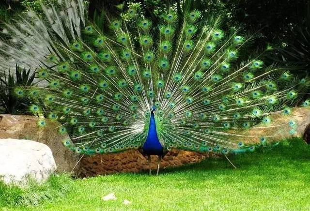 康平哪里能买花孔雀五年蓝孔雀价格