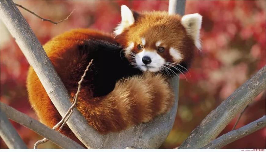 自然界里的高颜值动物——第二弹