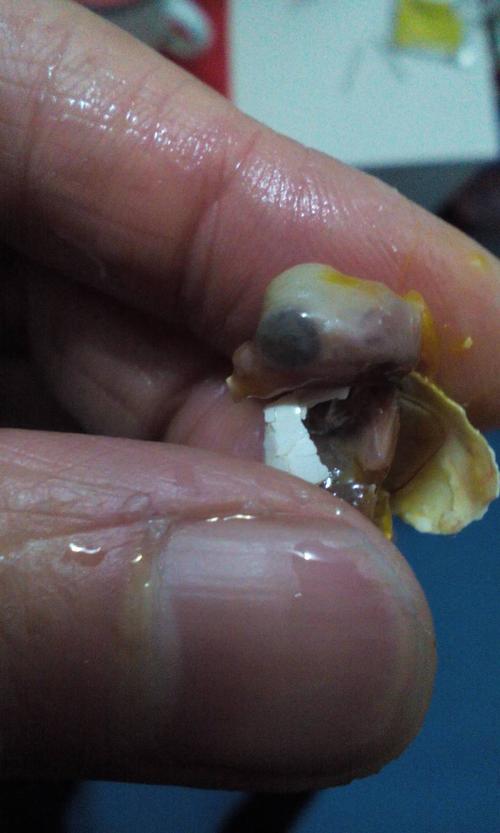虎皮鹦鹉胎死蛋中的原因,一开始下蛋窝里窝外都下,俩个母鸟争窝掐的