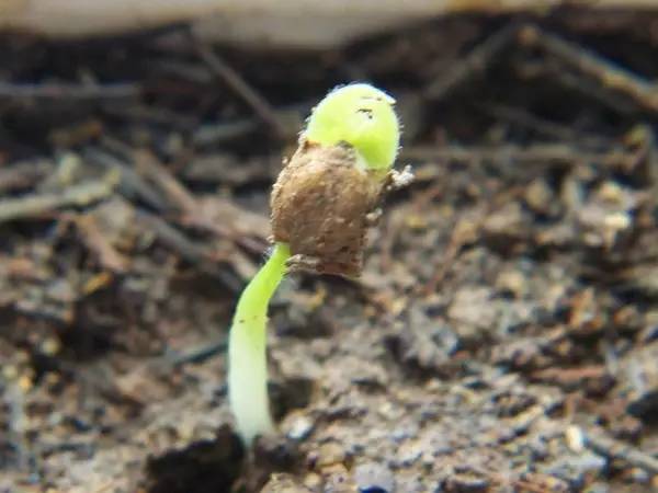 大荔人开始吃樱桃啦!但樱桃核别扔,有妙用!