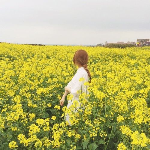 女头 花田