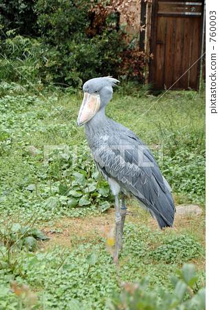 动物_鸟儿 鸟儿 小鸟 照片 鲸头鹳 首页 照片 动物_鸟儿 鸟儿 小鸟 鲸