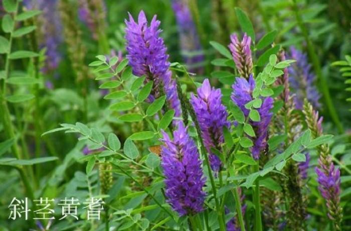 斜茎黄芪