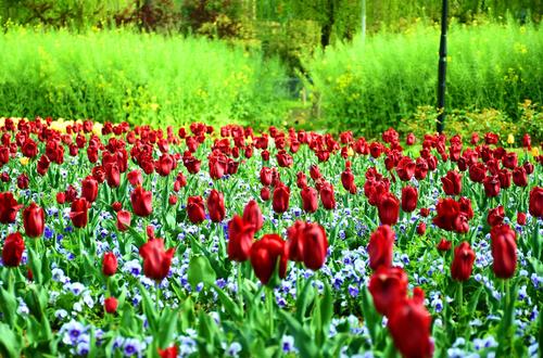 开源公园郁金香