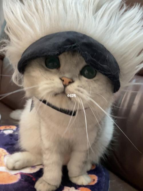 五条悟喵90_五条悟_宠物_我的萌宠_宠物_猫