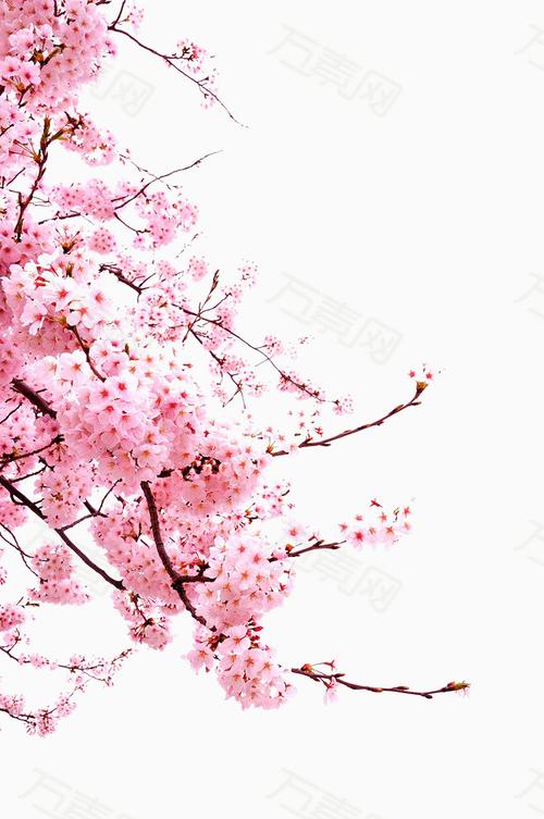 万素网 免抠元素 装饰元素 樱花  图片素材详细参数: 编号10999 分类