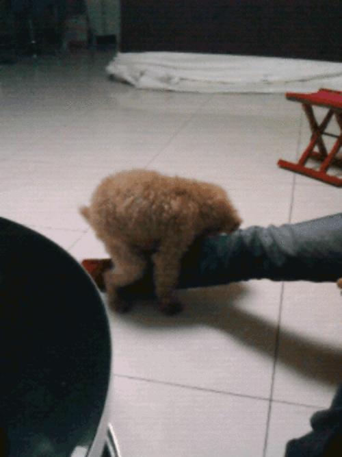 两只公狗,互相骑跨是什么原因?