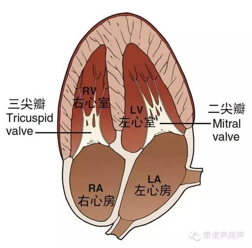 逐渐向下倾斜探头,可获得以下三个切面: 主动脉根部短轴切面 心尖四腔