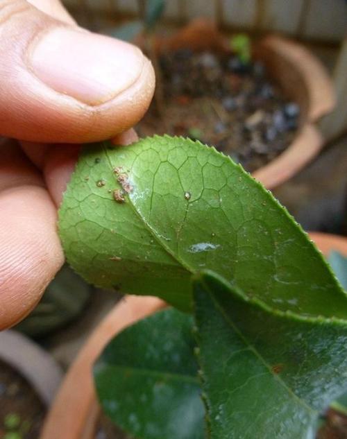 茶花病虫害分析以及预防方法,不做养花小白!_叶片