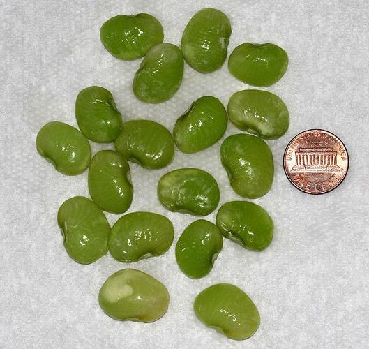 lima bean 利马豆,利马豆荚