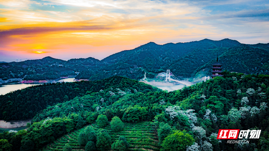 文建美 通讯员 刘凯)春夏之交,在攸县酒仙湖景区"桐花谷"里,满树密密
