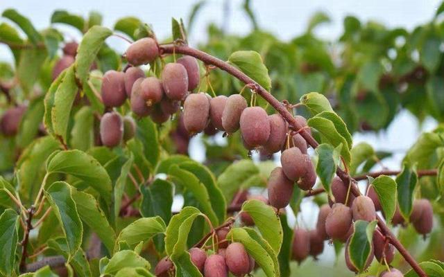 如果家里有院子阳台种软枣果树脆甜水分多不挑土壤易养活