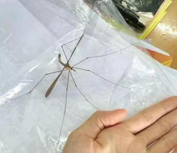 四川特色大蚊子了解一下~巴掌大的蚊子!做菜的蚊子给您放这了哟