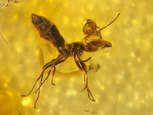 盘点:史上最怪异的古生物化石,历史被定格在这一瞬间!