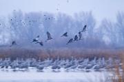 sandhill cranes (grus canadensis)