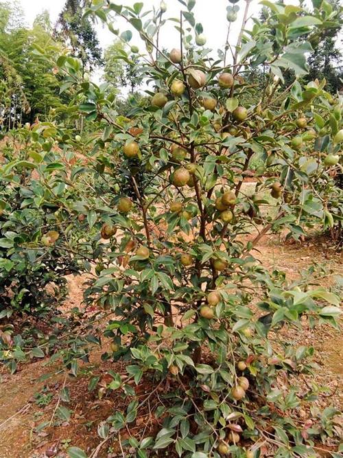 湘林油茶挂果树