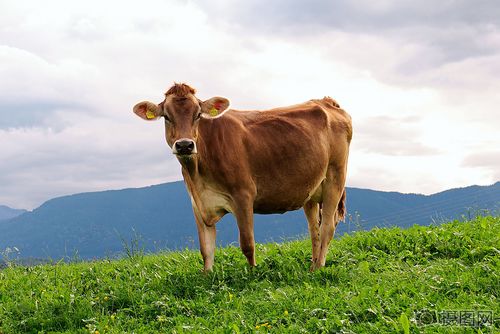 摄图网50万张正版摄影图注册免费下载qq免费注册 已有账号?登录