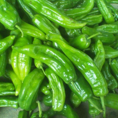 山东辣椒新鲜青椒大泡土螺丝薄皮杭椒美人泰椒5斤皱皮